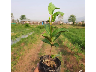 Contact for Guava grafted plants