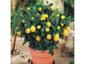 golden-lemon-plant-small-0