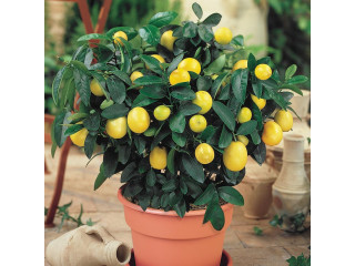 Golden Lemon Plant